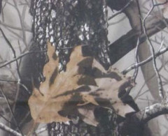 Ткань Оксфорд 600 (5*5) D WR/PU 200 +/-10гр.м2 рул 50м кмф